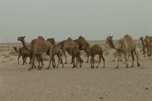 رعي الابل احدى صفحات كتاب التراث