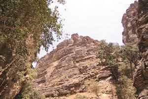 صدع صخري تنبت عليه الاشجار والنباتات 