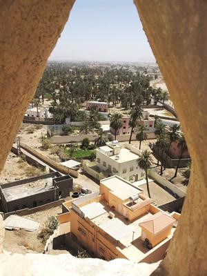 نجران واحة نخيل