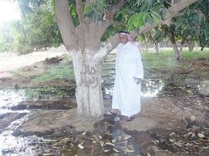 العم الجبلي يشير الى جذع شجرة نحت عليه اسم الامير خالد الفيصل