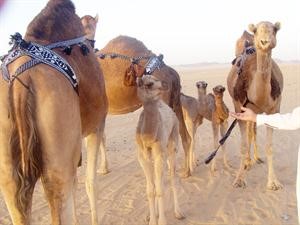 ابل وحوارات في الربع الخالي