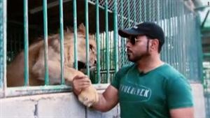 اقتناء النمور والأسود من مظاهر الترف بالإمارات