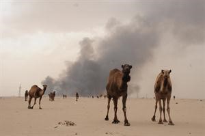 الثروة الحيوانية ستتضرر من الكارثة﻿