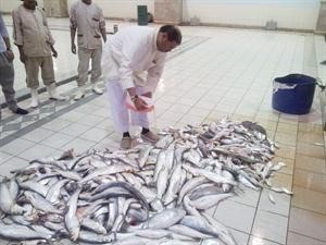 كمية من الاسماك التالفة
