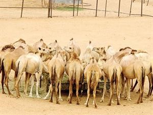 لبن النوق.. سرّ رشاقة الفتيات السعوديات.. ونقل تركيين اثنين إلى المستشفى بعد شربهما بول ناقة 