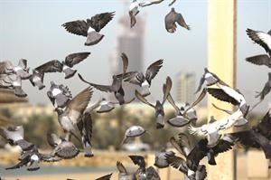 طيور النورس على شاطئ الشويخ﻿