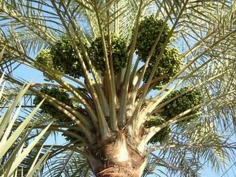 باحث علمي: تقنية الاستشعار عن بعد تحقق نجاحاً مميزاً في تعداد النخيل بالكويت