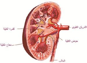 رجل في الثمانين يصبح أكبر بريطاني يتبرع بكليته