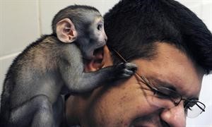 شقاوة قرد مع طبيبه