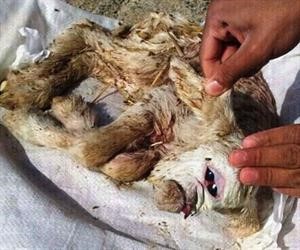 ولادة حمل بعين واحدة ومن دون أنف