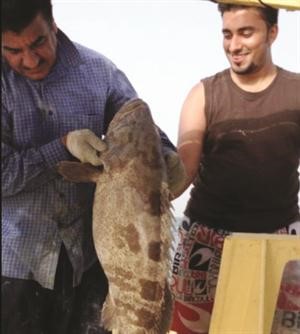 خوش هامور