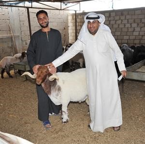 النعيمي الكويتي وصل سعره الى 150 دينارا		سعود سالم﻿