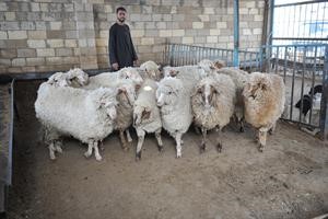 المهجن ارتفع سعره بشكل كبير﻿