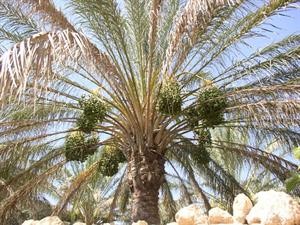 المدينة المنورة تسجل أعلى رقم قياسي بالعالم في عدد أشجار النخيل