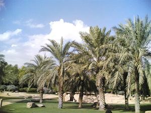 مواطن يطالب «الزراعة» والجهات المعنية بتكثيف الاهتمام بزراعة ورعاية النخيل