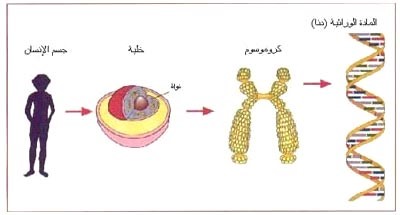 علماء يريدون تغيير جينات الإنسان ليرى في الظلام ويتحمل درجة الحرارة العالية
