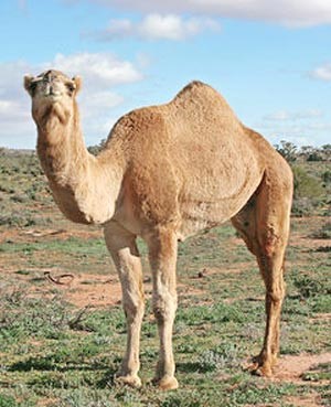 الجمل.. خجول  يتذوق الموسيقى وينتحر احتجاجاً
