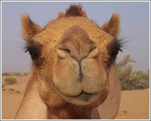 الجمل.. خجول  يتذوق الموسيقى وينتحر احتجاجاً
