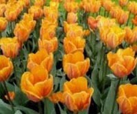 محكمة إيرانية تلزم رجلاً بإهداء زوجته 777 زهرة