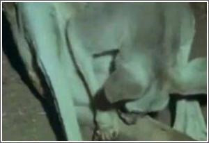 بالفيديو.. اغرب الولادات في الطبيعة ولادة الكنغر