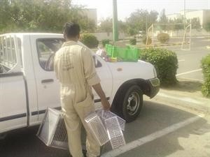 سعودي.. وظيفته «مطاردة القطط ومكافحة الحشرات»!