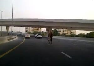  فيديو: جمل تائه في شوارع مارينا دبي المزدحمة