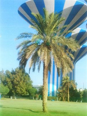 «الزراعة»: رعاية وصيانة منتظمة لحديقة الأبراج بالعديلية والنافورة تعمل بكفاءة