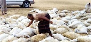 الصاعقة تسببت في نفوق 130 راسا﻿