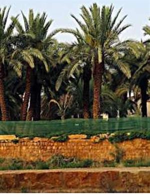 نخيل التمور في السعودية﻿