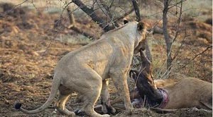 بالصور.. أسد ينهش غزاله ويموت بجوارها بعد ان إكتشف أنها حامل