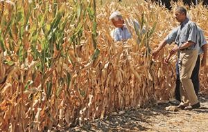 الرئيس باراك اوباما في احدى مزارع الذرة ليعاين اثار الجفاف ضمن جولته الانتخابية في ايوا	رويترز﻿