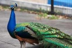 قطرية تتصل بالشرطة لإنقاذ طاووسها من العطش!