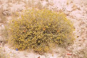 نبات العرفج﻿