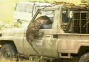 بالفيديو.. فهد يهاجم رجل كيني داخل سيارته