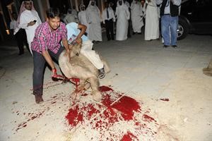 نحر الذبائح احتفالا بالمناسبة﻿