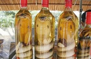«خمر الثعابين السامة» تنتشر في آسيا