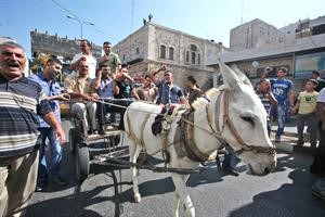 فلسطينيون مضربون يستخدمون الحمير للتنقل احتجاجا على غلاء الاسعار	افپ﻿