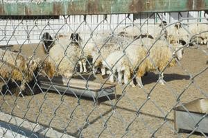 لصوص الأغنام 3 بدون واعترفوا بتنفيذ 4 سرقات في رحية