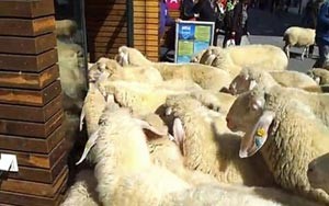 بالفيديو والصور.. قطيع من الأغنام يقتحم محلاً تجارياً