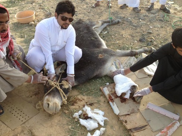 شباب يتطوّعون لإسعاف حمار كُسرت ساقه على طريق أبها ـ الطائف