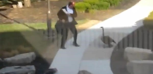 بالفيديو... معركة كوميدية بين رجل وأوزة