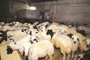 النعيمي السعودي يصل سعره الى 120 دينارا
