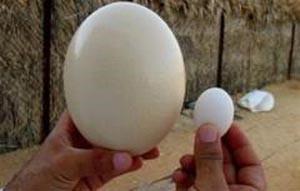 بيضة صينية.. الأصغر في العالم تزن 2.58 غرام