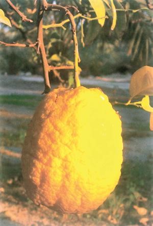 حديث وصورة