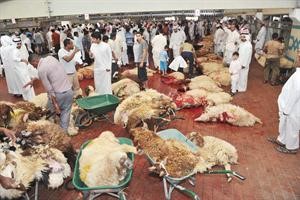 فوضى وازدحام داخل المسلخ سعود سالم
