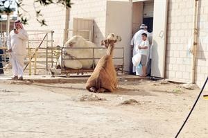 الابل ايضا تنتظر الذبح
