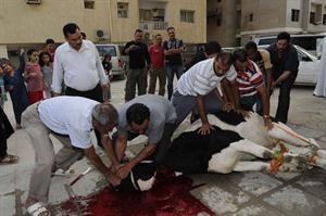 هكذا يذبحون اضحيتهم هاني عبدالله
