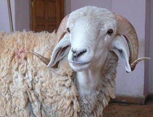 وفاة مصري إثر سقوط أضحية العيد على رأسه.. ومغربية تذبح زوجها لرفضه شراء الأضحية لحماته
