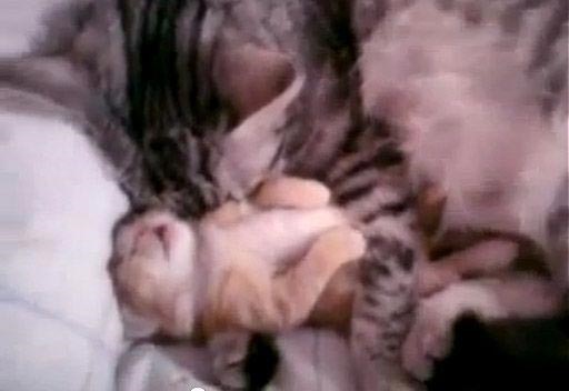 فيديو لقطة تحتضن صغيرها أثناء نومه المضطرب يجذب 48 مليون مشاهد