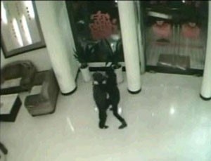 بالفيديو.. فتاة صينية تقبض على لص مسلح وتمنعه من الهروب